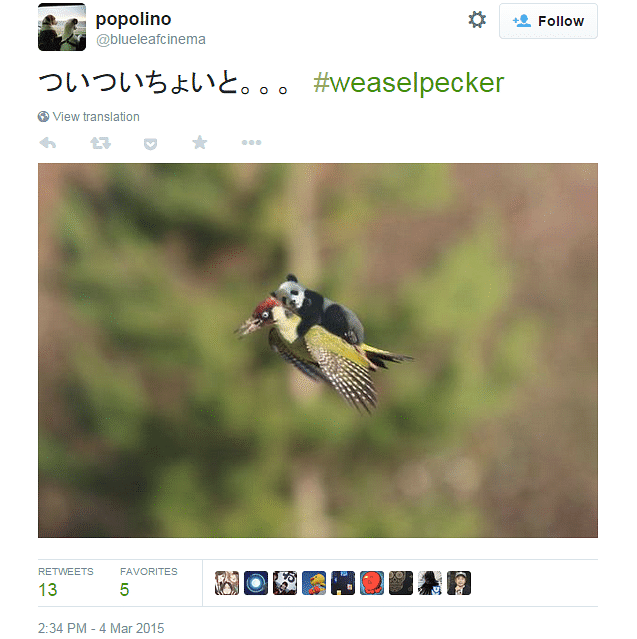 popolino panda, the super funny #weaselpecker memes you have to see!